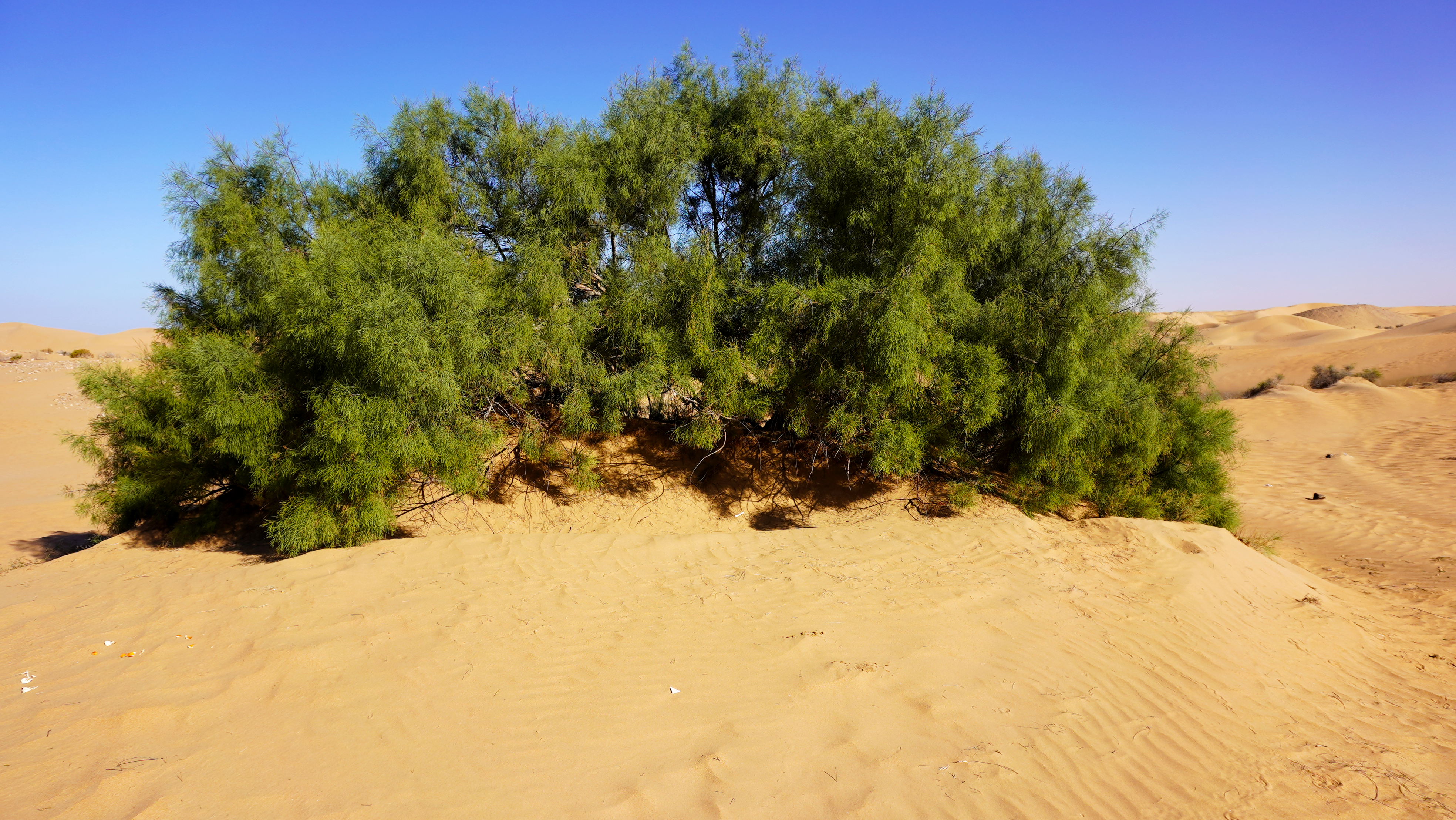https://api.moroccansaharaflora.com/cms/DSC01074.png